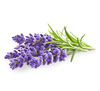 Lavendar