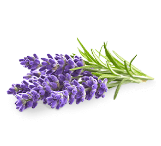 Lavendar