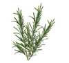 Rosemary