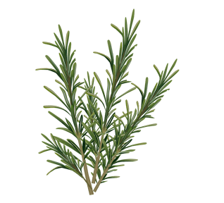 Rosemary