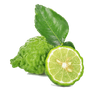 Bergamot