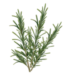 Rosemary